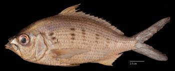 Media type: image;   Ichthyology 154900 Aspect: lateral